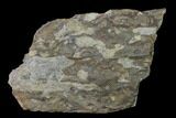 Fossil Lycopod Tree Root (Stigmaria) - Kentucky #143719-1